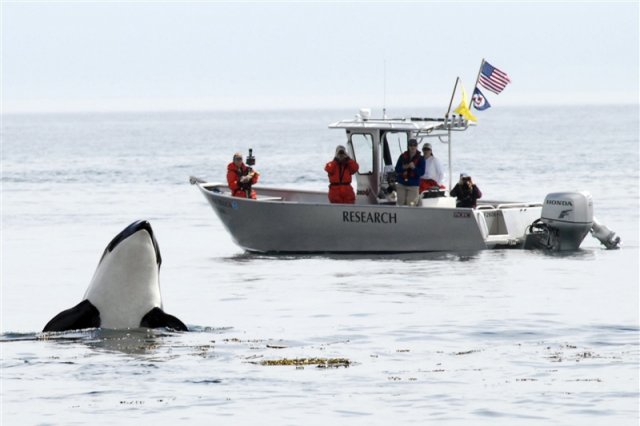 National Marine Fisheries Service research vessel observing a "spy hopping" Southern Resident Killer Whale off San Juan Island, Washington. Photo credit: NOAA Northwest Fisheries Science Center.