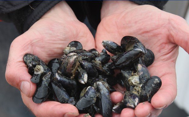 Pacific blue mussels from Alaska. Photo courtesy of U.S. National Park Service.