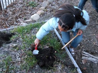 A student at Robert Bailey Elementary School helps measure and dig a soil sample in the Bailey School Garden, managed by the Southside Community Land Trust in Providence, RI.