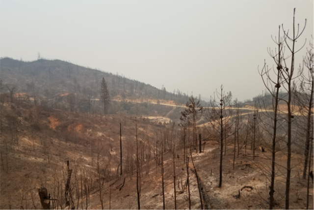 Photograph depicting landscape of burned trees and no vegetation.