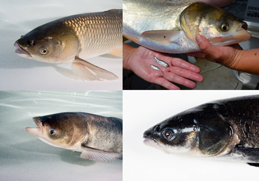 The four species of invasive carp