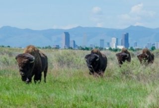 Photograph of animals grazing in grassy fields with city buildings in the distance