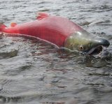 Image of a Sockeye salmon in river spawning in Alaska