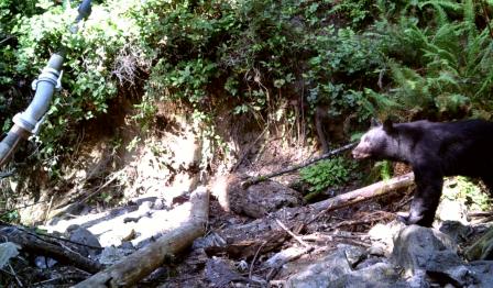 Following the landfill excavation, EPA restored over 1,000 feet of the Gorst Creek stream channel and restored the natural habitat for fish and wildlife, including black bears.