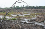 A wetland full of dead branches and grass with a patch of a healthy green grass in the middle of the wetland. 