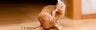 Photo of crouching cat scratching its ear