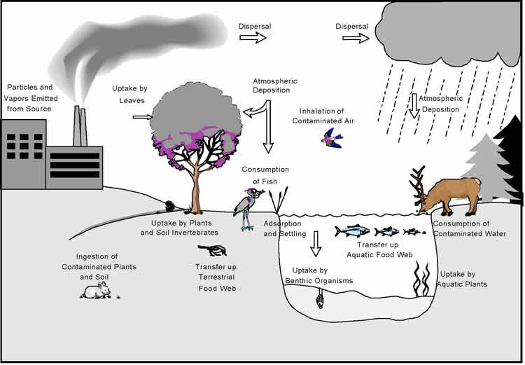 Illustration of multi-pathway exposure to air pollutants.
