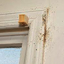How To Find Bed Bugs Us Epa