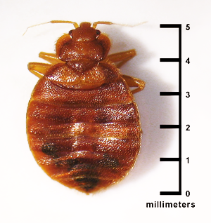 https://www.epa.gov/sites/default/files/2014-01/bed-bug-size-millimeters.png