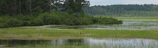 Forest and Wetland