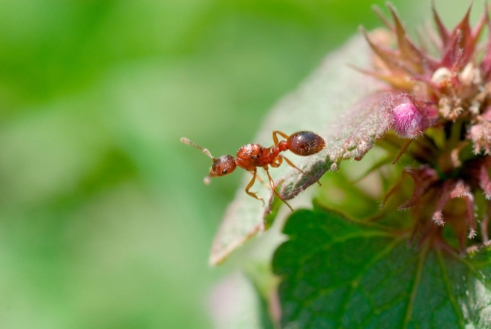 A fire ant on a leaf