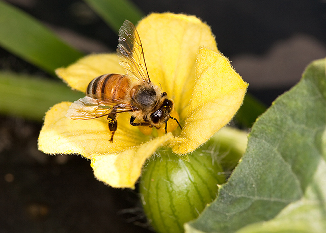A bee pollinating a flower