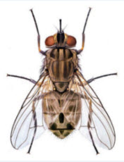 House Fly