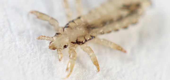 how long can dog lice survive without a host