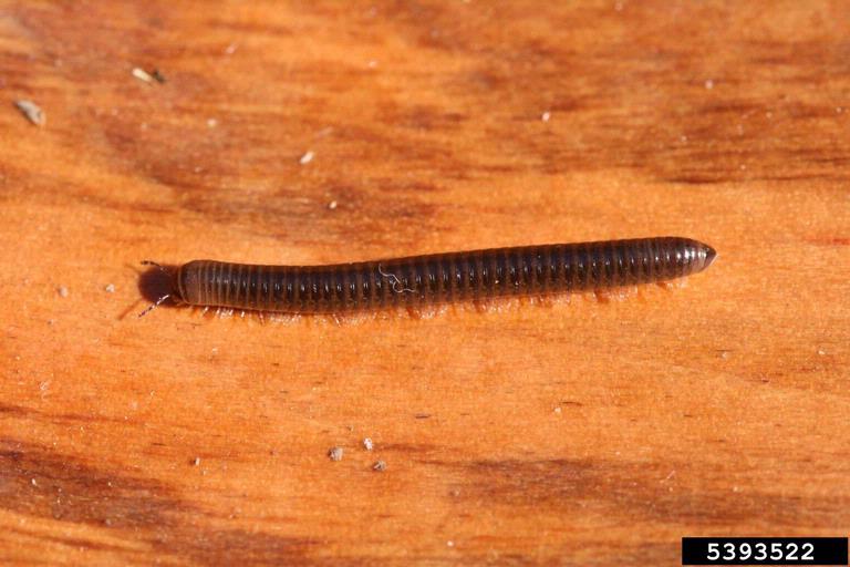 Millipedes and Schools | US EPA