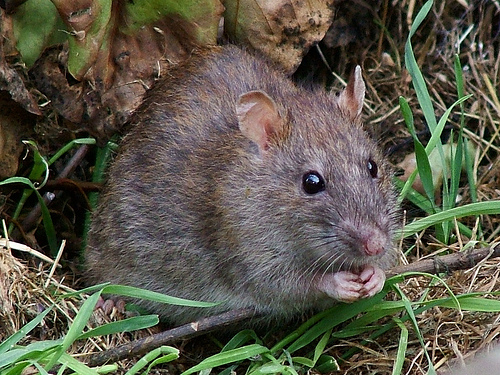 What Diseases Do Rats Carry? 35 Rodent-Borne Diseases