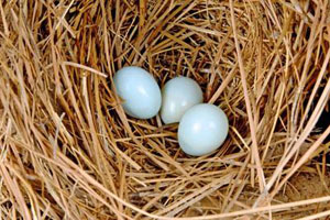 Bird nest