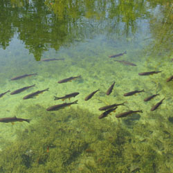 Fish swimming in river