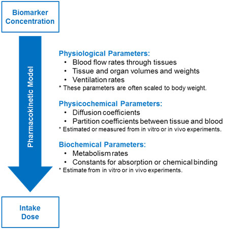 Figure 3: Parameters used in a PBPK model to determine intake dose from biomarker concentration (Moir 1999)