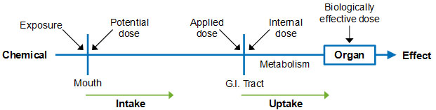 Toxicity pathways. Toxicity pathways describe the processes by