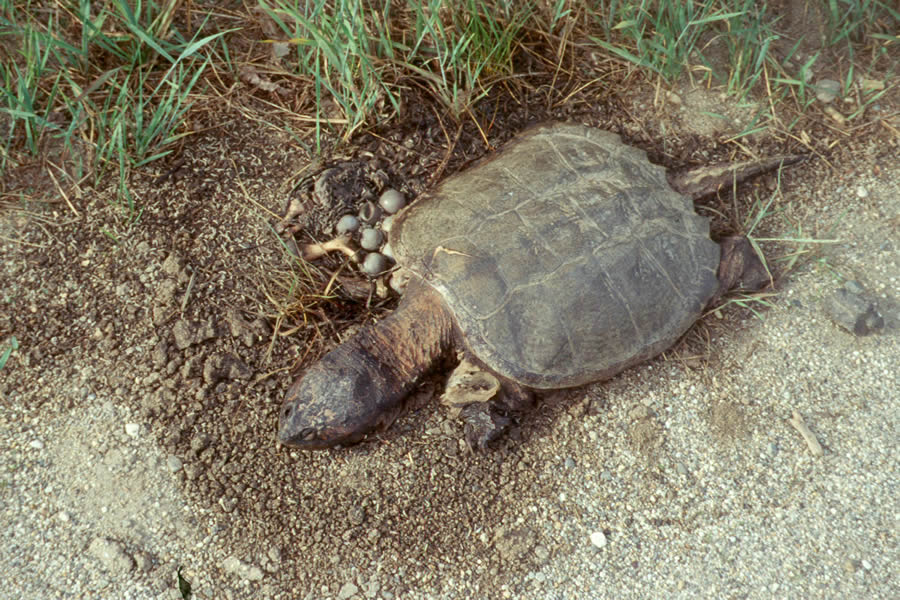 Snapping turtle (with nest)