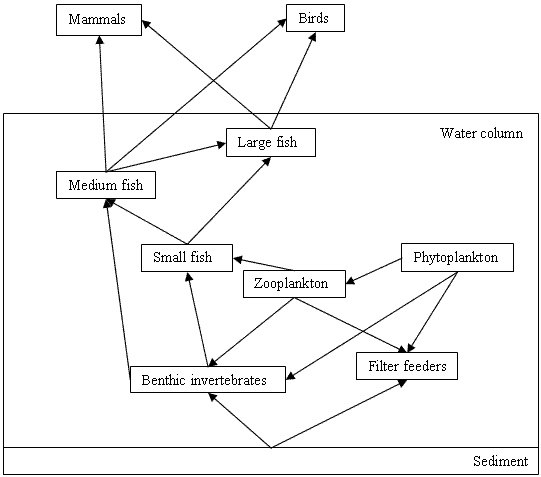 Diagram of bottom sediment box with water column on top containing 7 food web components and arrows between them.  Above and outside the box are mammals and birds boxes each with arrows from both large and medium fish.