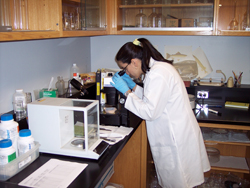 Biologist working on biomonitoring samples.