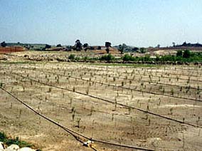 March 2000 - Photo shows young willow trees, which were planted over the disturbed area a year earlier.