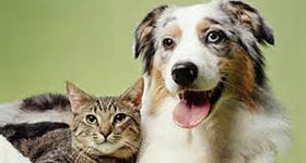 Image of a dog and cat