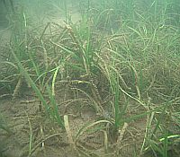 Photo of river grasses growing in mud.