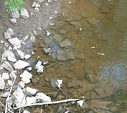 Photo showing a river shoreline where the rocks and river floor are covered with dried mud and sediment.