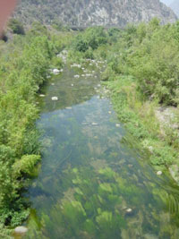 Photo showing large amounts of aquatic vegetation along the edges and on the stream bed.