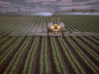 Photo showing the spraying of insecticide to protect crops.