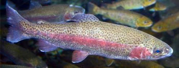 Photo showing a rainbow trout.