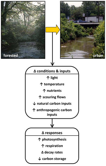 This photo illustrates the differences between forested and urban stream conditions and response.