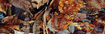 This photo shows an illustration of what leaf litter looks like. A pile of leaves caught up in a stream.