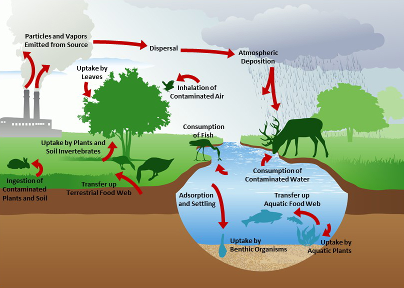 Toxicity pathways. Toxicity pathways describe the processes by