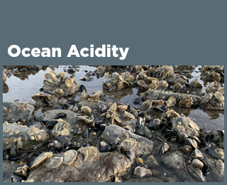 Ocean Acidity