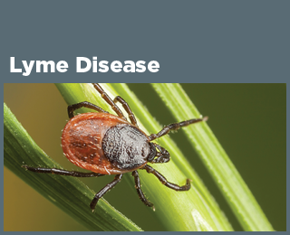 Lyme Disease