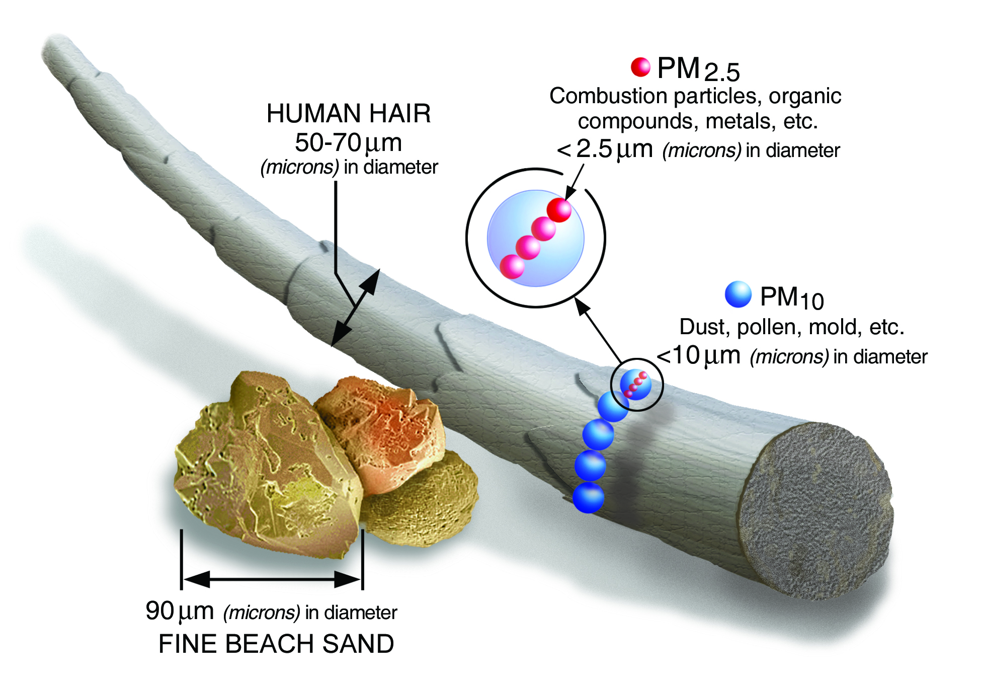 human hair in microns