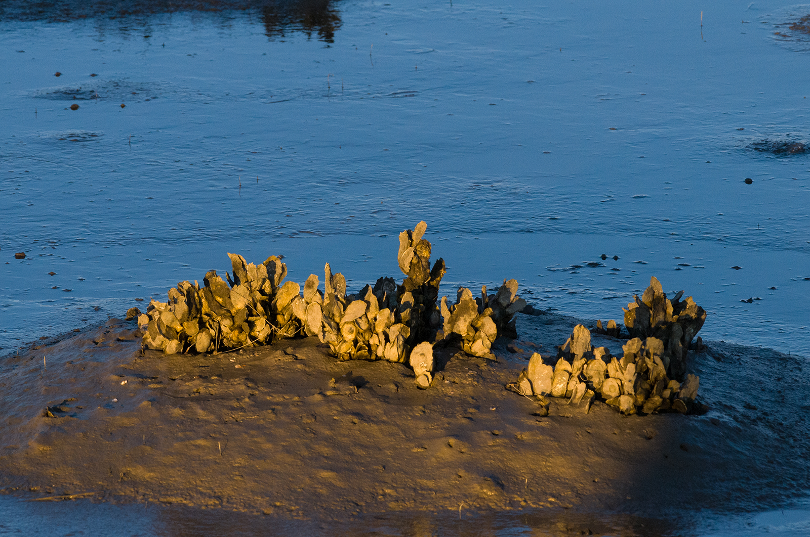 Oysters