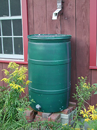 Rain Barrel