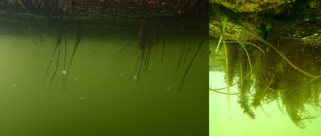 Photograph of the underside of the island four months later. This shows a considerable increase of roots mass for the island plants.