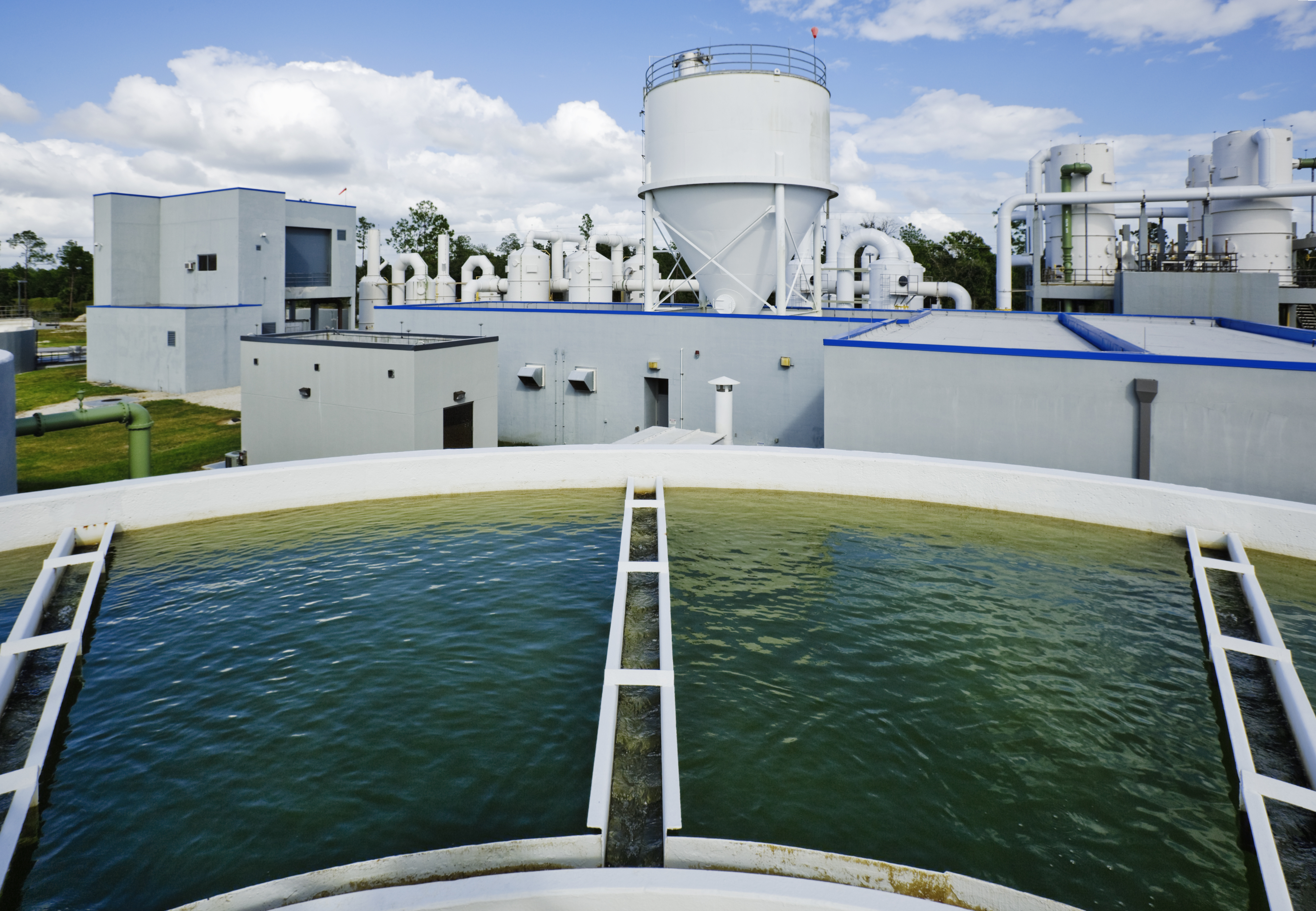 water plant