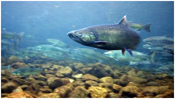 Swimming Upstream: Research to Protect Salmon Habitat in the Columbia River