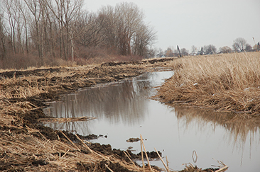 Photo of restored channels allowing for better water flow and allow wildlife to utilize the wetland