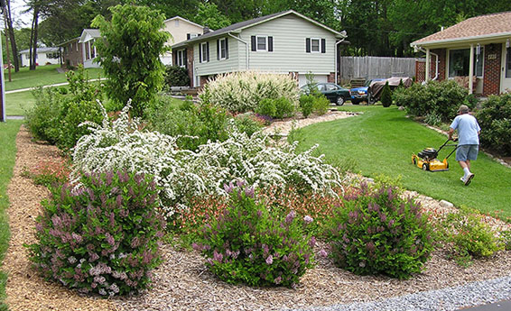 Yard with shrubs and trees matched to the site’s water conditions