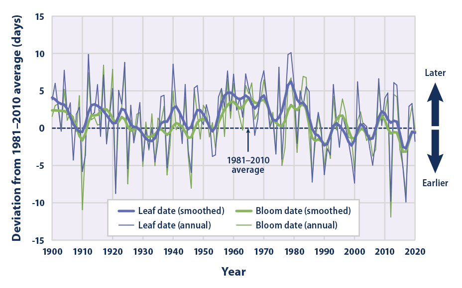 Line graph from 1900 to 2020 showing changes in the timing of when lilacs and honeysuckles grow their first leaves and flower blooms in the spring across the contiguous 48 states.