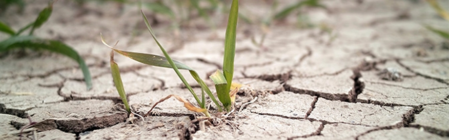 Photo: Small plant growing out of cracked earth