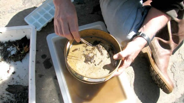 Volunteer sorting macroinvertebrates.